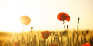 Po co mąka ziemniaczana do biszkoptu?