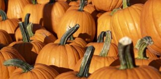 Co można zrobić z dyni dekoracyjnej?