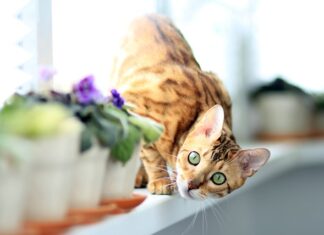 Co zasiać na parapecie?