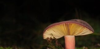 Jak przymocować Lamele do elewacji?