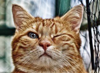 Jak zrobić oczko wodne z beczki?