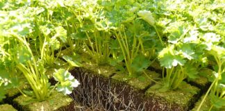 Jaki kolor parapetu do okien złoty dąb?