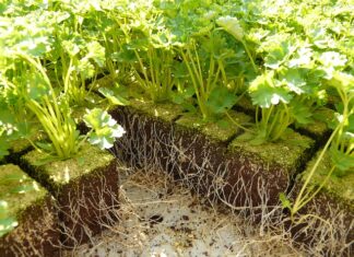 Jaki kolor parapetu do okien złoty dąb?