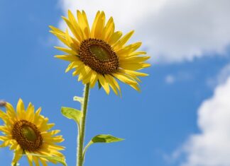 Co można kupić do pokoju?