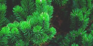 Jaki stroik zamiast choinki?