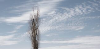 Czy topola to twarde drewno?