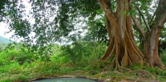 Czy szambo może przeciekać?