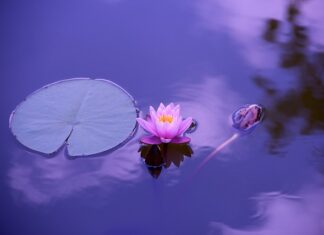 Jak sadzić lilie wodne w oczku wodnym?