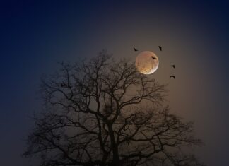 Jak zrobić nietoperza z dyni?