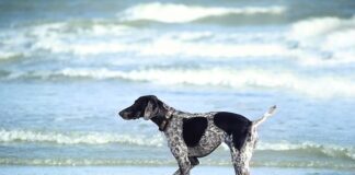 W czym Moczyć owoce do dekoracji tortu?